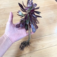 多肉植物 黒法師②の画像