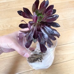 多肉植物 黒法師②