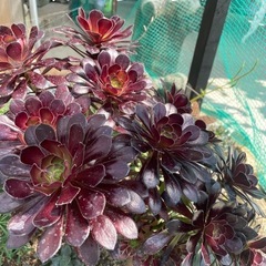 多肉植物 黒法師②の画像
