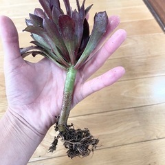 多肉植物 黒法師④の画像