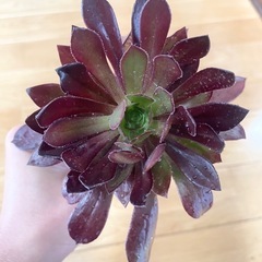 多肉植物 黒法師④の画像