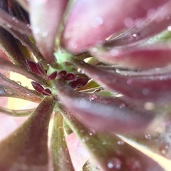 多肉植物 黒法師④の画像
