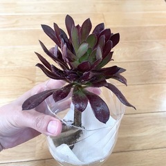 多肉植物 黒法師⑤
