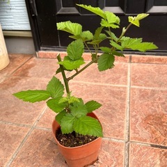 🌸大きくなり花が咲いています。ブラックベリー　トリプルクラウン