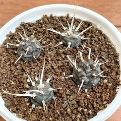 サボテン　チビ武蔵野　カキコ発根済み