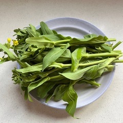 チンゲン菜(トウ立ち)200g