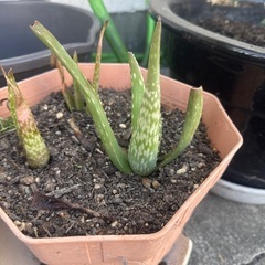 アロエ