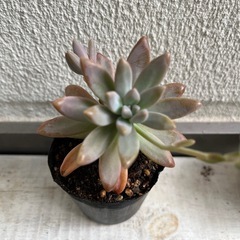 多肉植物　秋麗