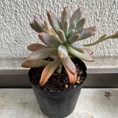 多肉植物　秋麗の画像
