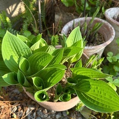 【ホスタ】ギボウシの画像