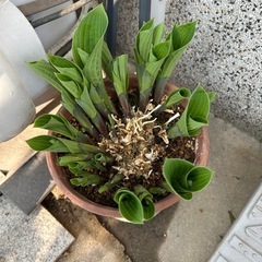 【ホスタ】ギボウシの画像