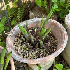 【ホスタ】ギボウシの画像