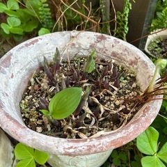 【ホスタ】ギボウシの画像