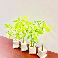 《ワンコイン》縁起のいい観葉植物