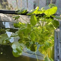 【お取引中】水草 各種