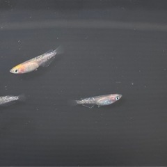 夜桜メダカ幼魚若魚2匹◉