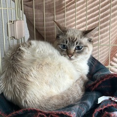 シャムミックス10ヶ月🩵【一旦募集停止】 - 猫