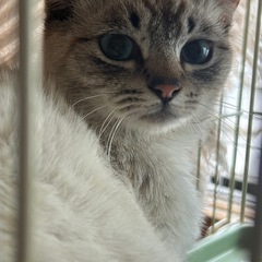 シャムミックス10ヶ月🩵【一旦募集停止】