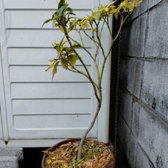 アオキ　すり鉢　植木　植木鉢　ガーデニングの画像