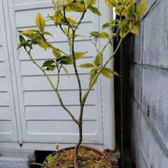 アオキ　すり鉢　植木　植木鉢　ガーデニングの画像