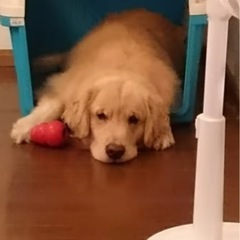 お買い得！
大型犬用ゲージ の画像