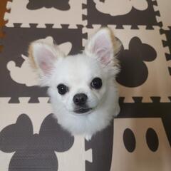 犬友募集
