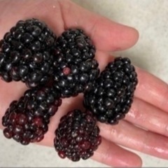 🌸大きくなり花が咲いています。
ブラックベリー　トリプルクラウンの画像
