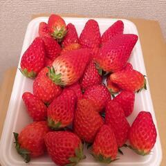 先ほど採った　訳あり　いちご　です