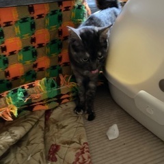 飼って下さる方を探しています