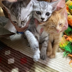 飼って下さる方を探しています - 出水市
