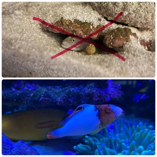 海水魚セット