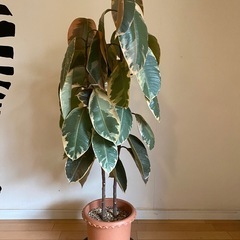 引取限定　観葉植物　ゴムの木　