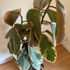 引取限定　観葉植物　ゴムの木　の画像