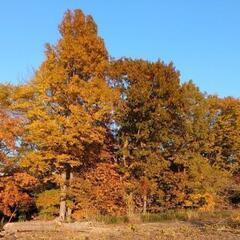薪売りますの画像