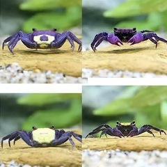 バンパイアクラブ 夏休みの自由研究の画像