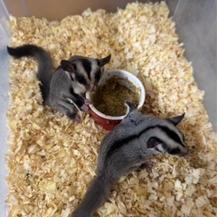 小動物の御家族募集中です！