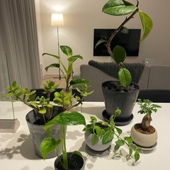 植物好きな人🌱