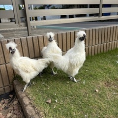 烏骨鶏