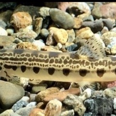 シマドジョウ　ドジョウ　川魚