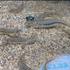 シマドジョウ　ドジョウ　川魚の画像