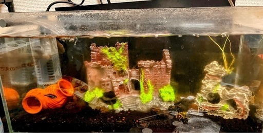 45cm水槽と熱帯魚3匹ほどとクーリローチ1匹？水中ポンプ＋外部フィルター エーハイム エココンフォート2234