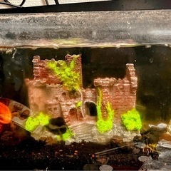 45cm水槽と熱帯魚3匹ほどとクーリローチ1匹？水中ポンプ＋外部...