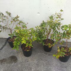 植物【ジャボチカバ】４苗のみ
