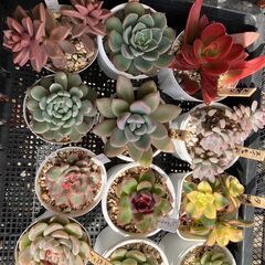 どれでも300円っ! 植物の無人販売処『軒咲(のきさき)』24時間営業中!! - 板橋区