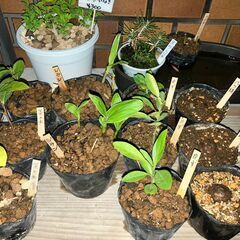 どれでも300円っ! 植物の無人販売処『軒咲(のきさき)』24時間営業中!! - その他