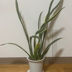 【お譲り先決定】観葉植物（サンスベリア）あげます