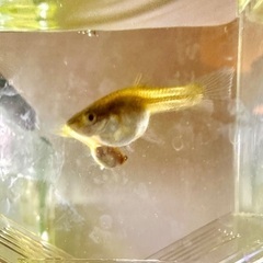 ペット（熱帯魚）生体