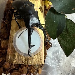 クワガタ【早いもの勝ち❗️】ギラファノコギリクワガタ幼虫×2 （クワガタ　カブトムシ専門）の画像