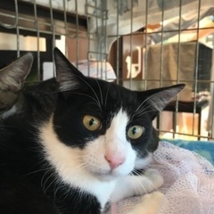 🌼４月２０日(日)🌼すみれペットクリニック様にて『 立川地域猫の会 』主催🐾保護猫の譲渡会(予約不用)を開催致します‼️🍀🐈 成猫＆４ヶ月〜１１ヶ月の子猫🐾計１０匹以上参加予定❣️❣️🍀🐈‍⬛皆様のお越しを心よりお待ち致しております‼️🙇‍♀🍀✨ - 猫