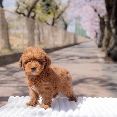 トイプードル　男の子